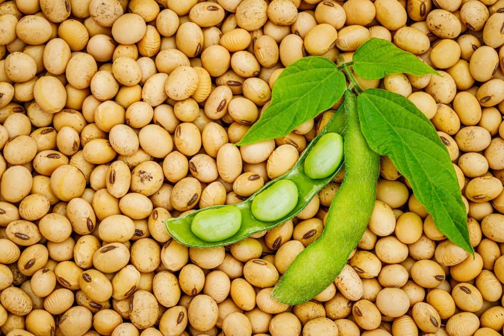 Soja Biologique